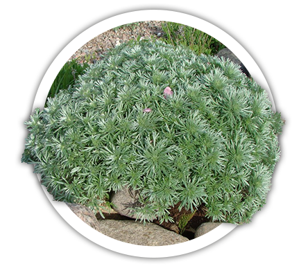Полынь шмидта / Artemisia schmidtiana